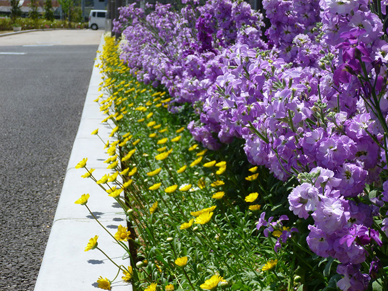 救護施設つばき施設の花壇（花の育成）